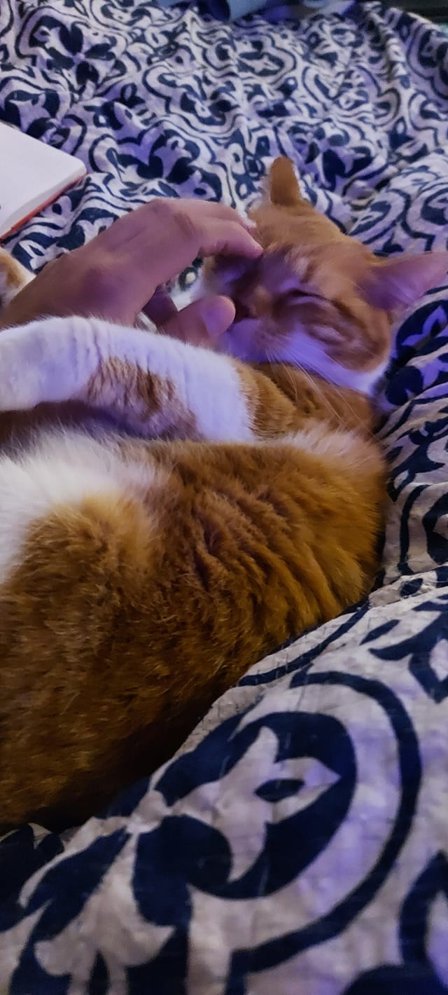 An orange cat lies in bed, being pet by someone who only has a hand in frame, Photo 1